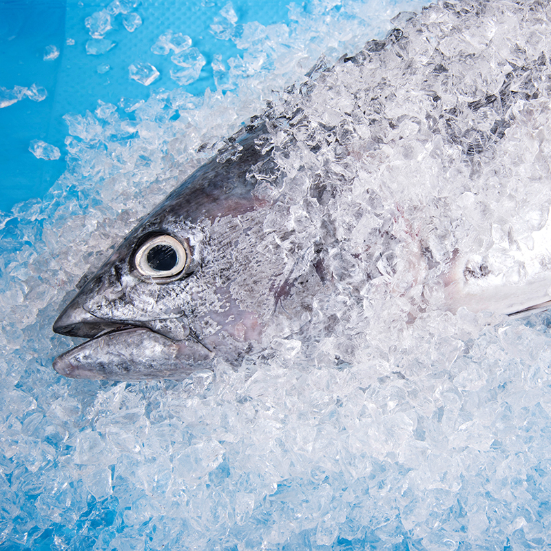 Saugfähige Einlagen für frischen Fisch und Meeresfrüchte. Saugfähige Einlagen für den Versand 